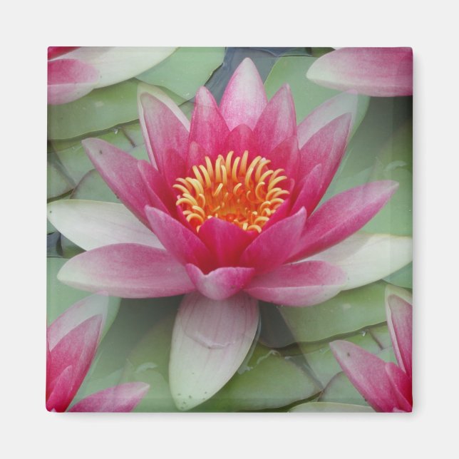 Pink Lotus Water Lily Magnet (Front)