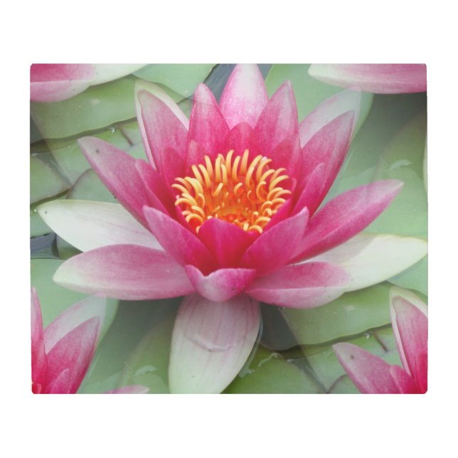 Pink Lotus Water Lily Metal Wall Art (Front)