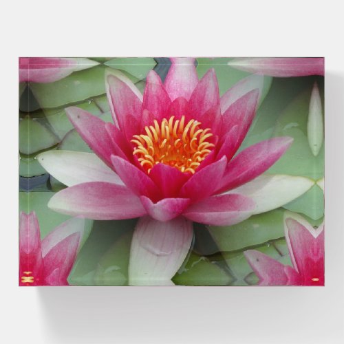 Pink Lotus Water Lily Paperweight