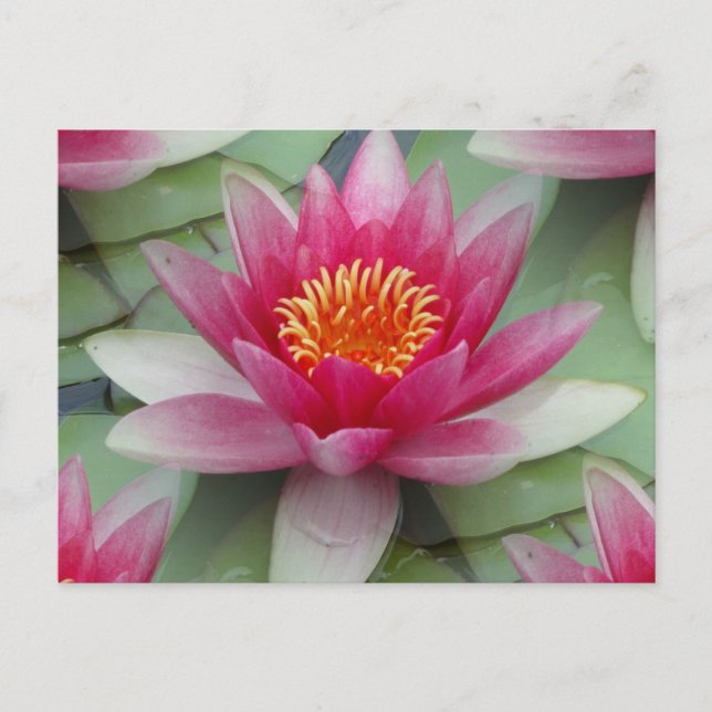 Pink Lotus Water Lily Postcard (Front)