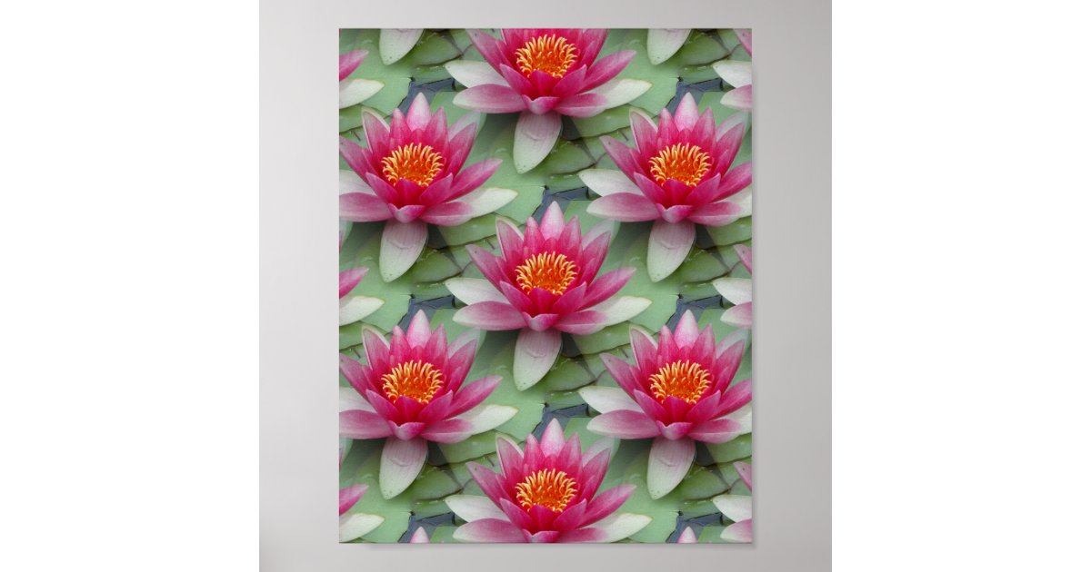 Pink Lotus Water Lily Poster | Zazzle
