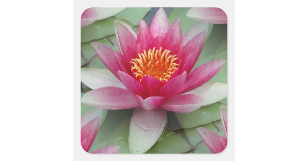 Pink Lotus Water Lily Square Sticker | Zazzle