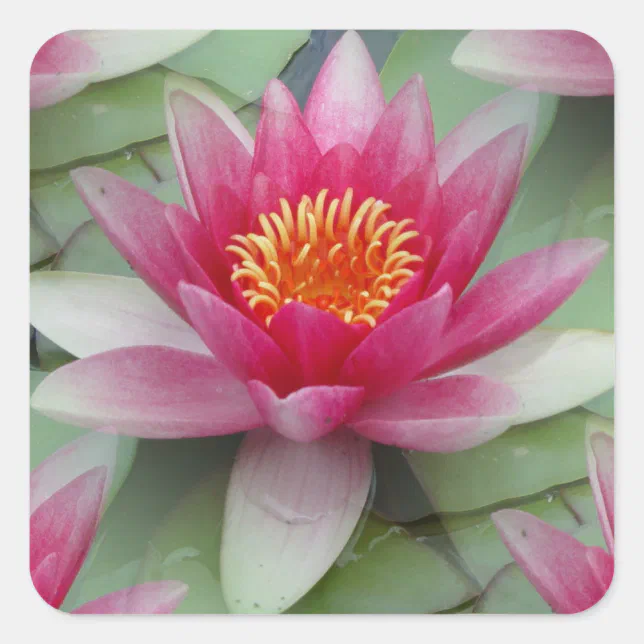Pink Lotus Water Lily Square Sticker | Zazzle
