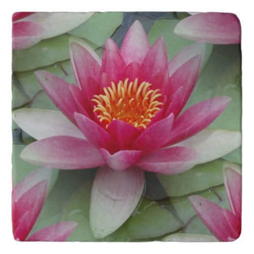 Pink Lotus Water Lily Trivet