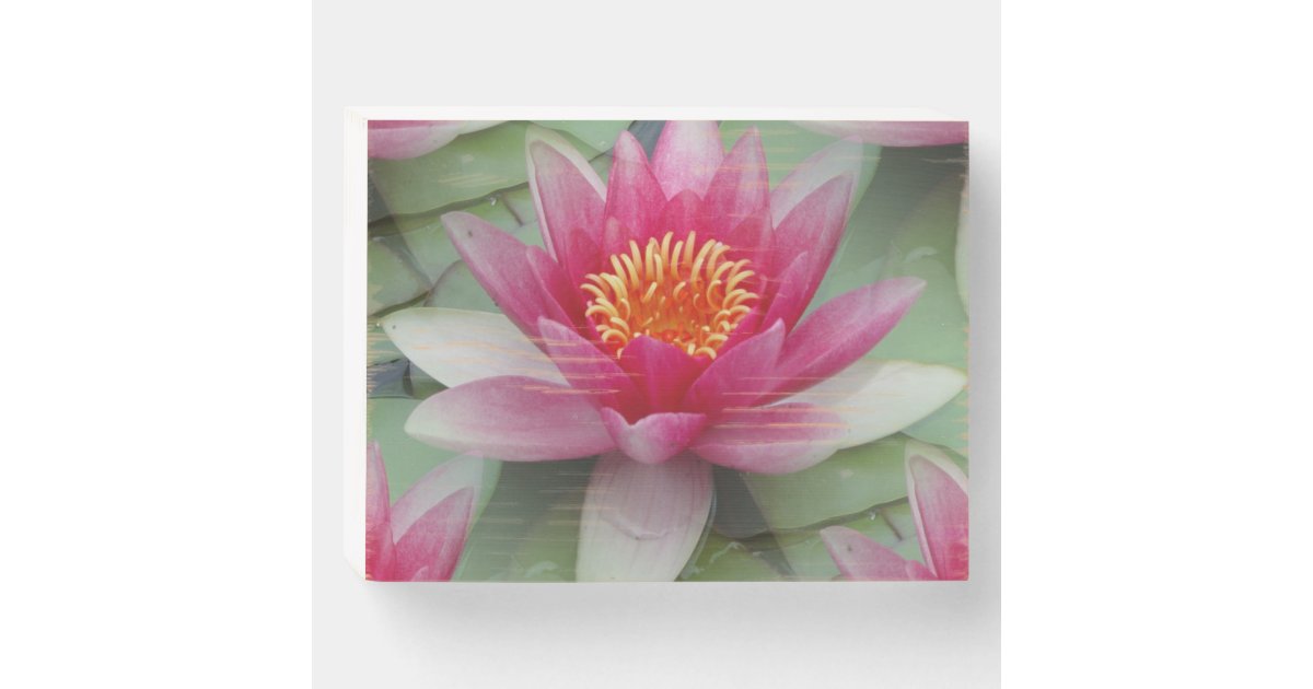 Pink Lotus Water Lily Wooden Box Sign | Zazzle