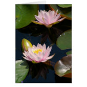 Pink Lotus Waterlilies Card (Front)