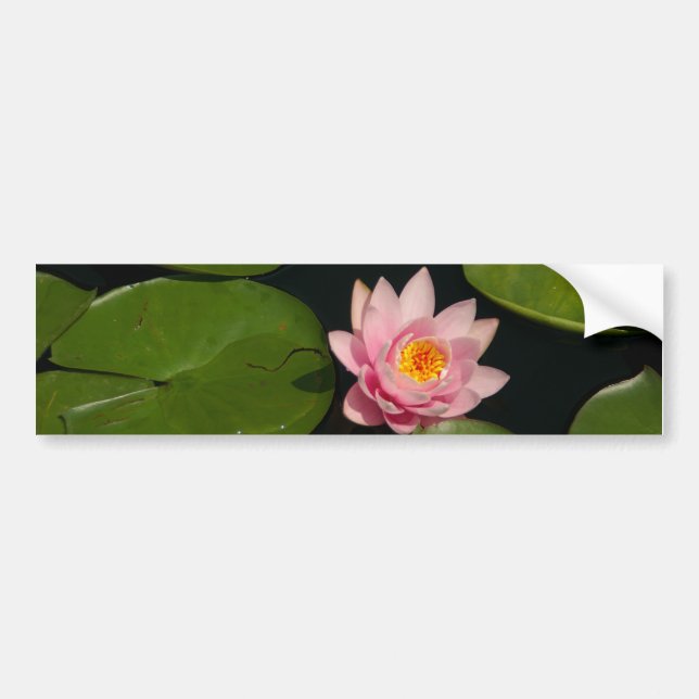 Pink Lotus Waterlily Bumper Sticker (Front)