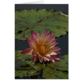 Pink Lotus Waterlily Card (Front)