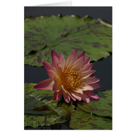 Pink Lotus Waterlily Card (Front)