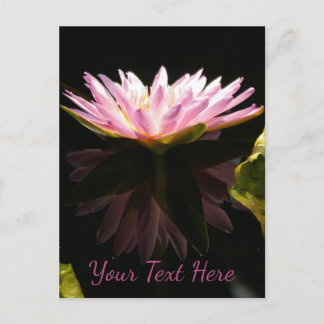 Pink Lotus Waterlily Postcard