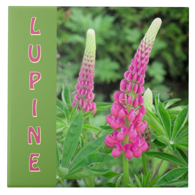  "PINK LUPINE" /FLORAL DESIGN CERAMIC TILE (Front)