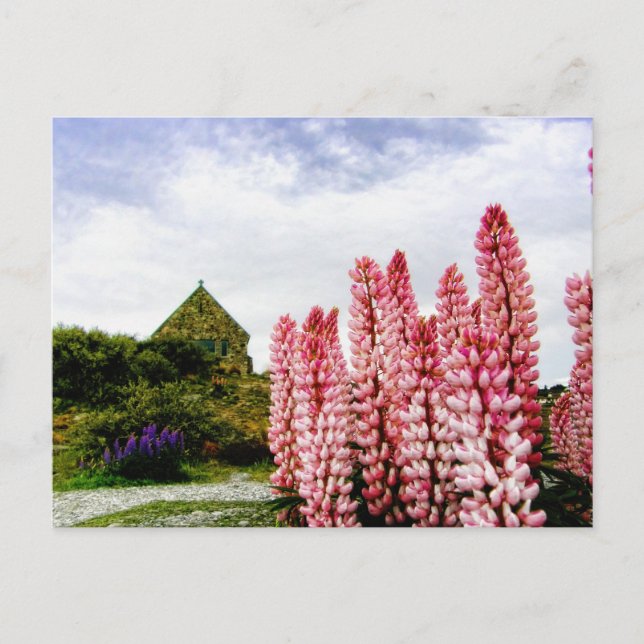 Pink Lupins @ Lake Tekapo New Zealand Postcard (Front)