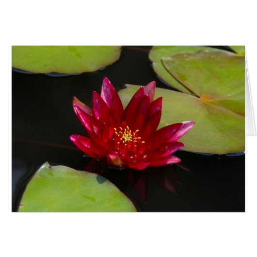 Pink Magenta Lotus Waterlily (Front Horizontal)
