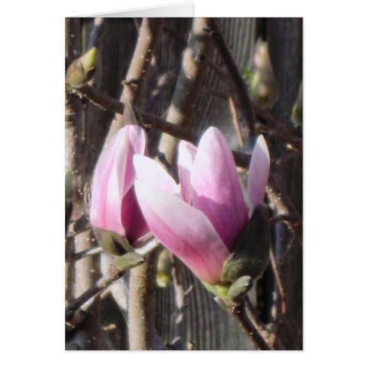 Pink Magnolia Blossom (Front)