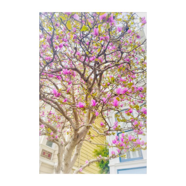 Pink Magnolia Blossoms  Acrylic Print (Front)