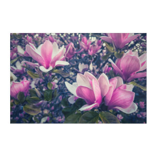 Pink Magnolia Blossoms  Acrylic Print