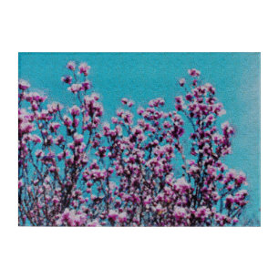 Pink Magnolia Blossoms Blue Sky Photo Painting   Acrylic Print