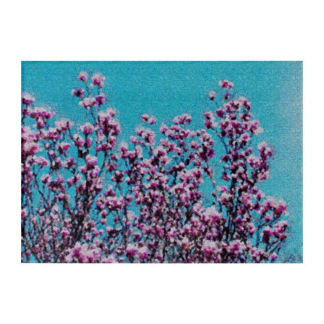 Pink Magnolia Blossoms Blue Sky Photo Painting   Acrylic Print (Front)
