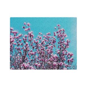 Pink Magnolia Blossoms Blue Sky Photo Painting  Metal Print