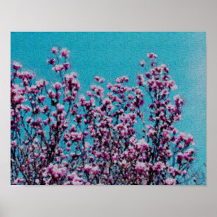 Pink Magnolia Blossoms Blue Sky Photo Painting Poster