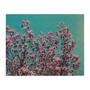 Pink Magnolia Blossoms Blue Sky Photo Painting   Wood Wall Art