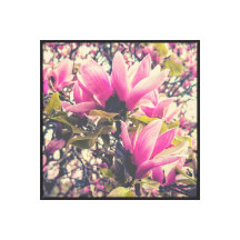 Pink Magnolia Blossoms