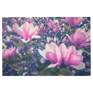 Pink Magnolia Blossoms  Metal Print