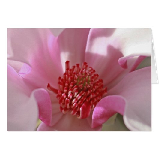 Pink Magnolia Cards (Front Horizontal)