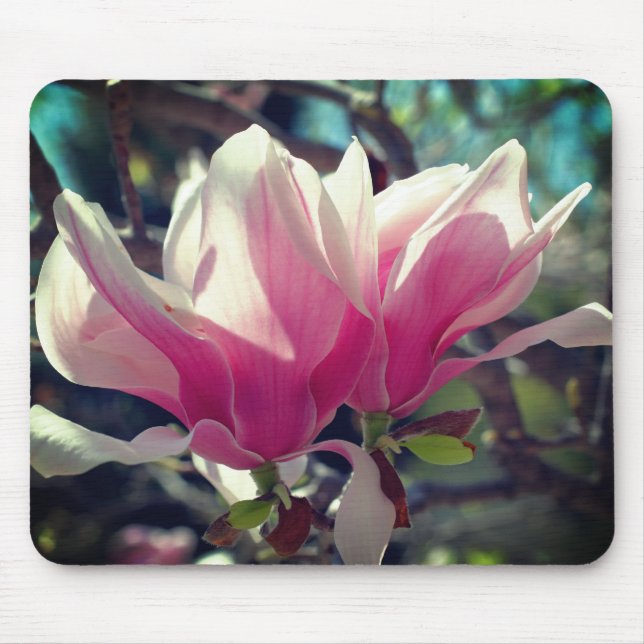 Pink Magnolia Flower Blossoms  Mouse Pad (Front)