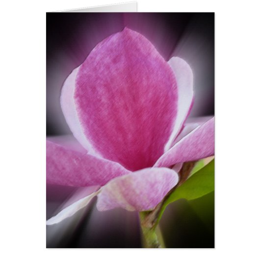 pink magnolia flower cards (Front)