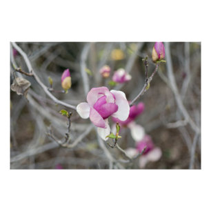 Pink Magnolia Flower Photo Print