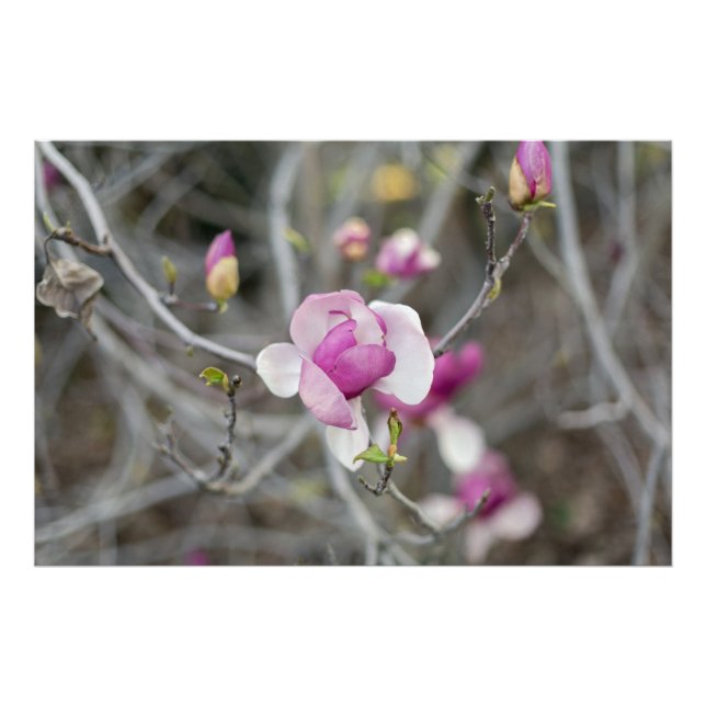 Pink Magnolia Flower Photo Print (Front)