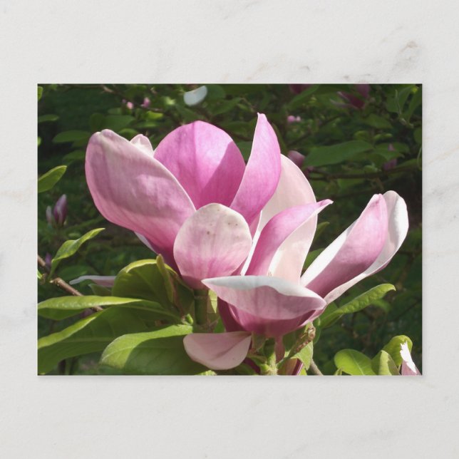 Pink Magnolia Flower Postcard (Front)