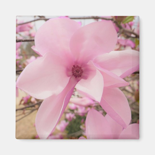 Pink Magnolia Flower Square Magnet  (Front)