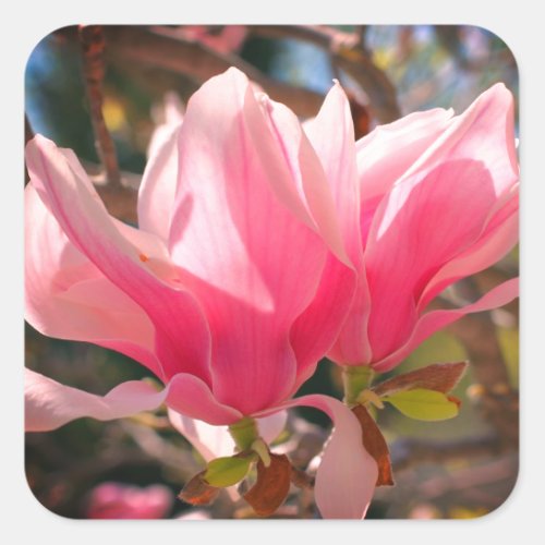 Pink Magnolia Flower  Square Sticker