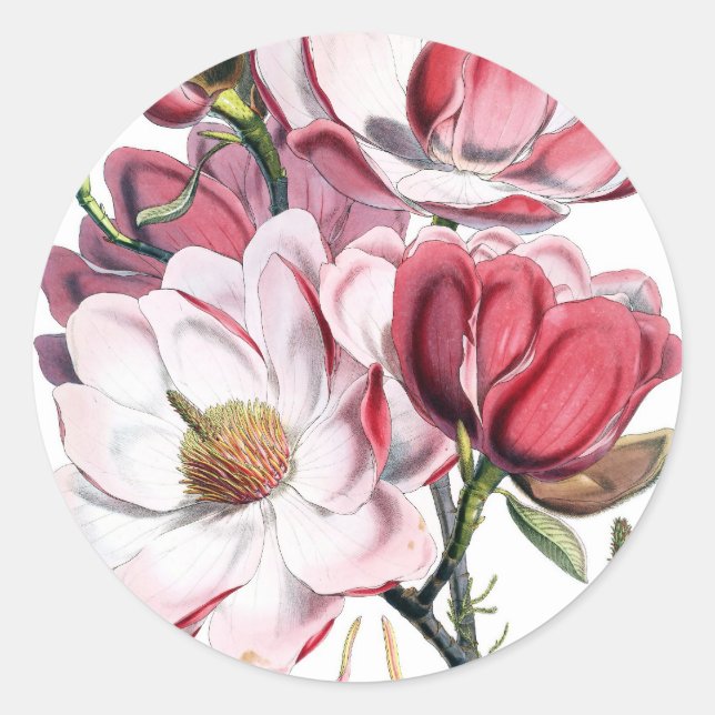 Pink Magnolia Flowers Classic Round Sticker (Front)