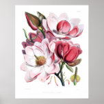 Pink Magnolia Flowers Print at Zazzle