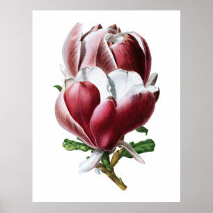 Pink magnolia large flowers poster