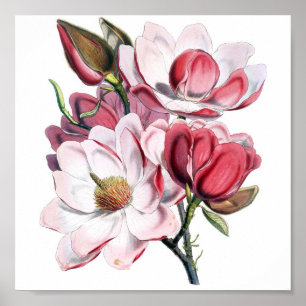 Pink Magnolia Poster