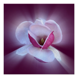 pink magnolia shades poster