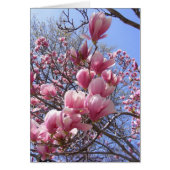 pink magnolias (Front)