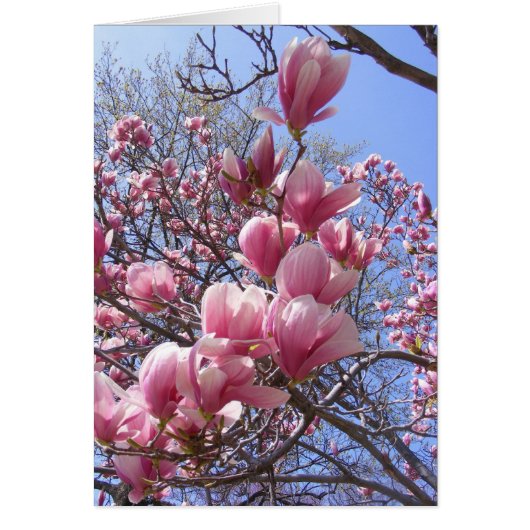 pink magnolias cards (Front)