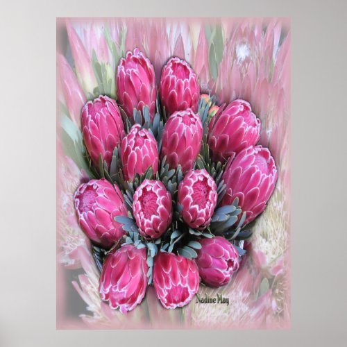 Pink Mamosa Protea Poster