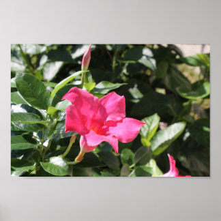 Pink Mandevilla Poster