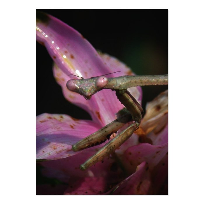 Pink Mantis Macro ATC Photo Card Business Cards