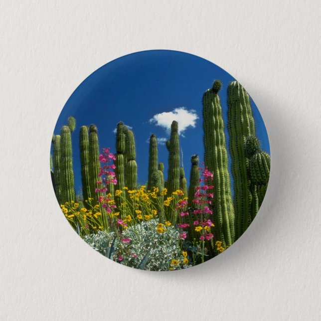 Pink Many plants, Sonoran Desert, Arizona flowers Pinback Button (Front)