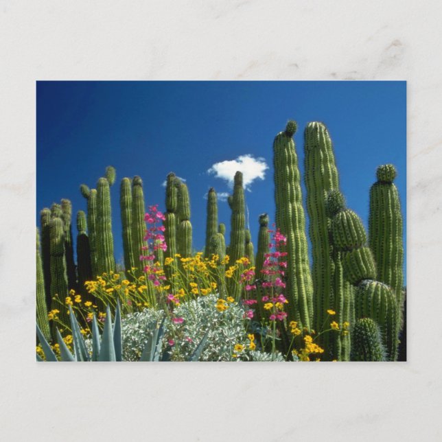 Pink Many plants, Sonoran Desert, Arizona flowers Postcard (Front)