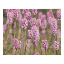 Pink Meadow Canvas