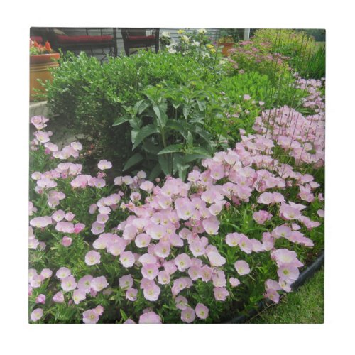 Pink Mexican Evening Primrose Ceramic Tile