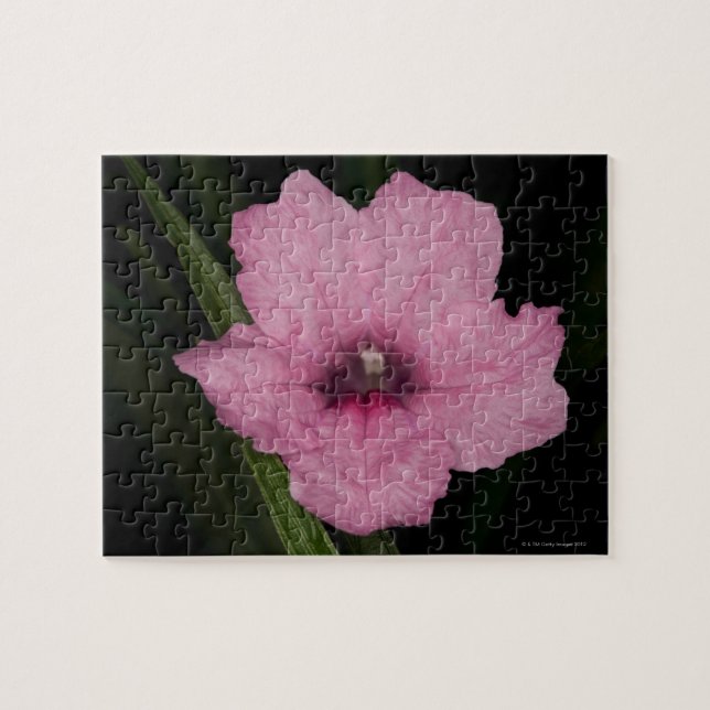 Pink Mexican Petunia  (Ruellia Brittoniana or Jigsaw Puzzle (Horizontal)